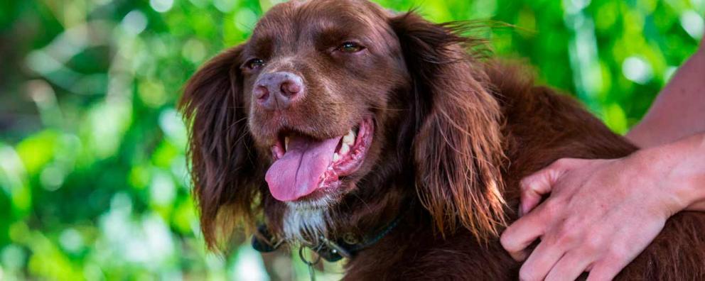 A panting springer spaniel in a garden on a hot summers day