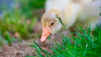 gosling grazing grass