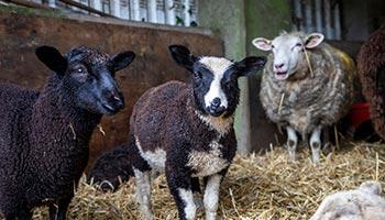 A young lamb on RSPCA Assured Pentwyncoch Isaf farm, located in the Black Mountains, South Wales.