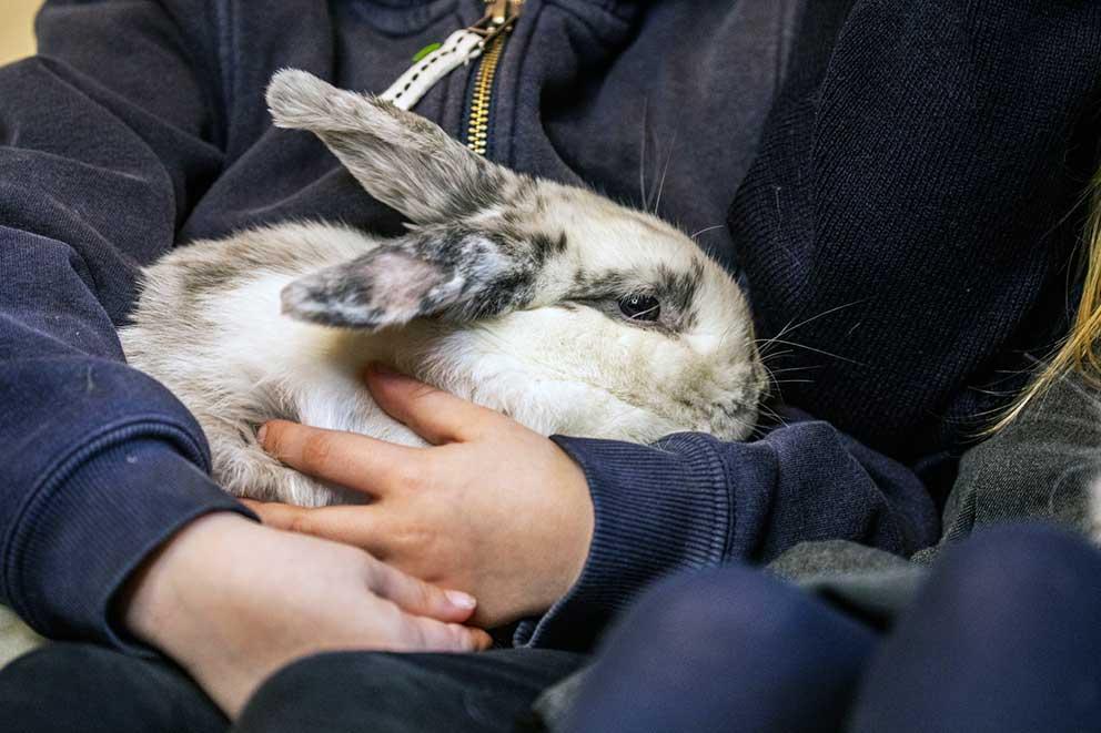 Rabbit being held by a child