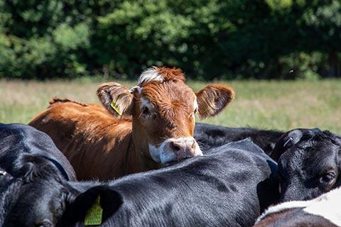 Five month old calves in an RSPCA Assured farms in a field.