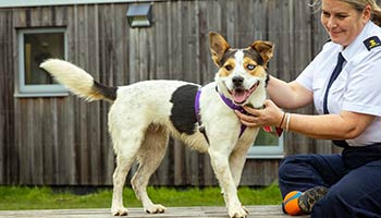 RSPCA charity raffle | RSPCA