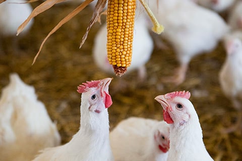campaign for better welfare for broiler chickens