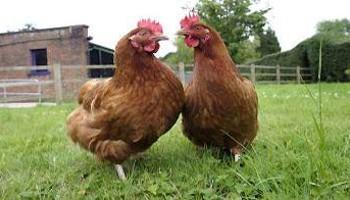 Two hens outdoors on grass