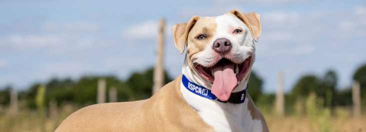 Give back to animals this winter