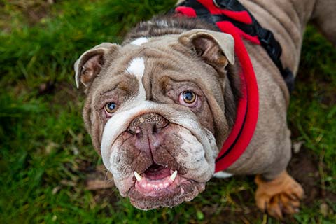 close-up of British Bulldog breed of dog