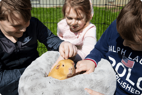 three children petting a guinea pig at an RSPCA animal centre