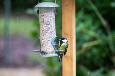garden bird using bird feeder