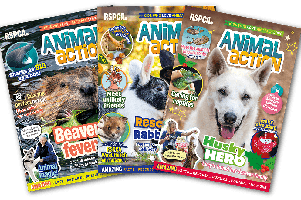 Engaging young people who support animal charity | RSPCA - RSPCA ...