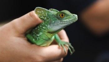 close-up of an exotic pet basilisk lizard in a hand