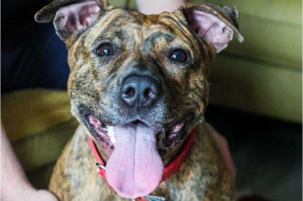Bella the pitbull breed dog smiling with her tongue out and looking up happily at the camera.