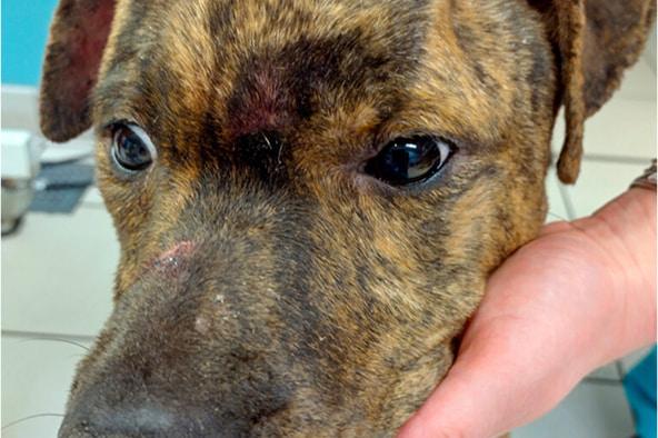 Bella's face looking off to the side, two marks on her head and muzzle.