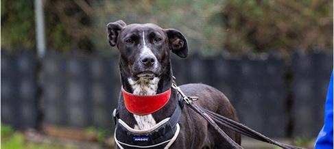 A black lurcher mix dog in a black harness and red collar.