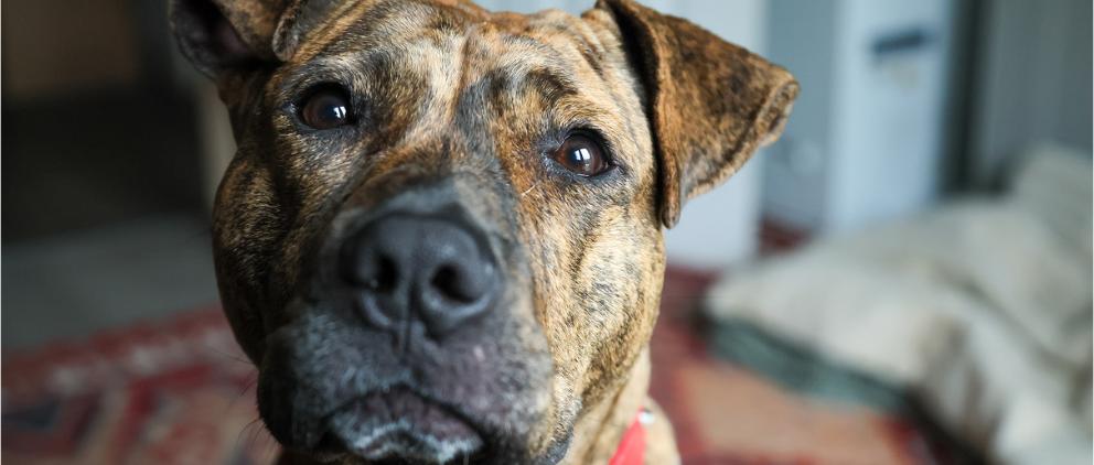A brindle pitbull breed dog is looking at the camera.