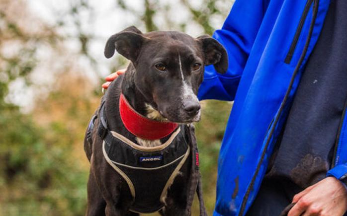 A black lurcher mix dog in a black harness being pet by an RSPCA worker in blue uniform.
