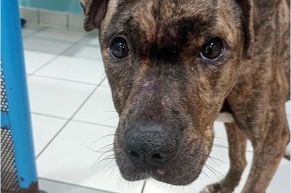 Bella, a brindle pitbull breed dog, is underweight and looking sadly into the camera.