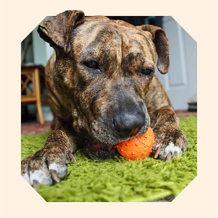 Bella laying on a green rug playing with an orange dog toy.