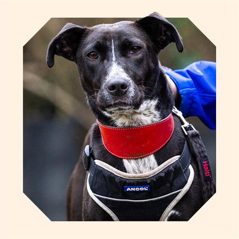 A recovered Bella, a black lurcher mix dog wearing a red collar and black harness.