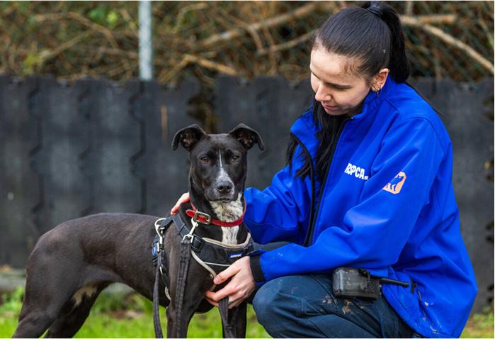 A black lurcher mix dog in a black harness and red collar being pet by an RSPCA worker in blue uniform.