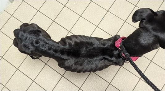 A severely underweight black lurcher mix dog, the outline of her ribs visible.