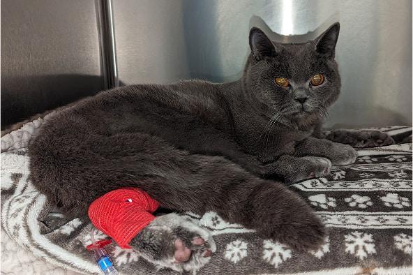 Benito laying on a fleece blanket looking scared with a red bandage on his back leg.