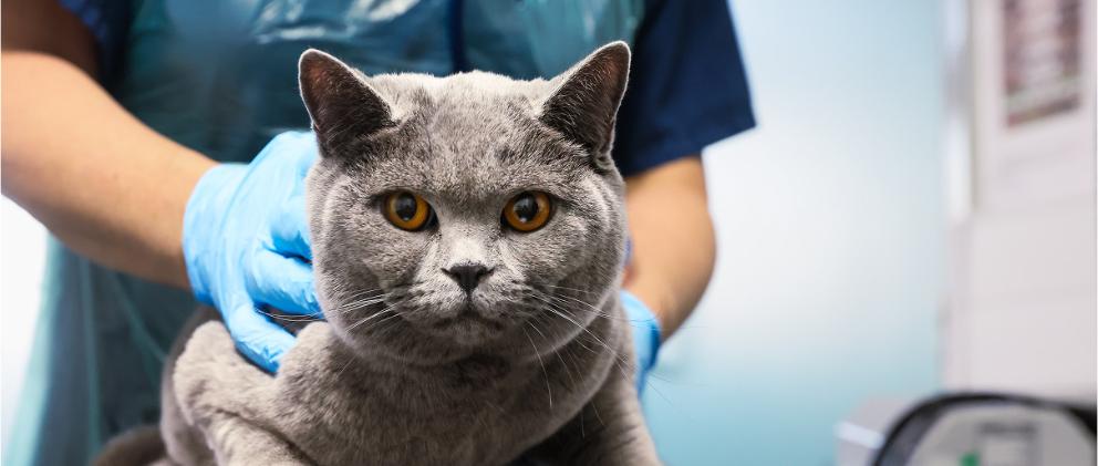 Benito, a grey domestic shorthair cat looking into the camera while crouched on the vets table.