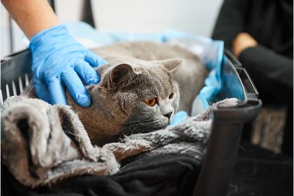 Benito the grey shorthair cat curled up on blankets tucked inside a black basket, while a vet examines him.