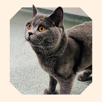A grey domestic shorthair cat, Benito, stands looking healthy and shiny.
