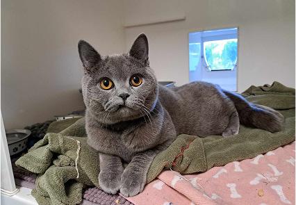 Benito the grey domestic shorthair laying down on an assortment of fleece blankets.