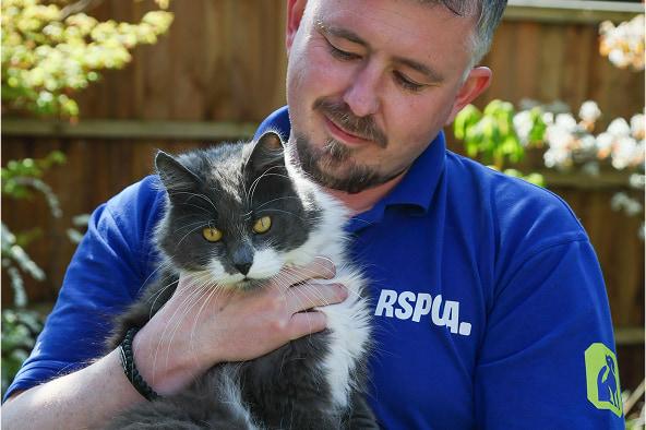 An RSPCA worker in a blue t-shirt holding a healthy adult Berlioz in their arms.