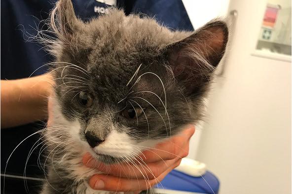 Berlioz the grey and white kitten being held by a vet, looking scruffy and scared.
