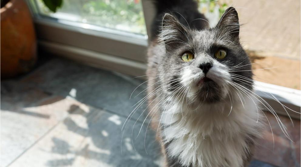 A healthy and shiny Berlioz standing by a door looking up beyond the camera.