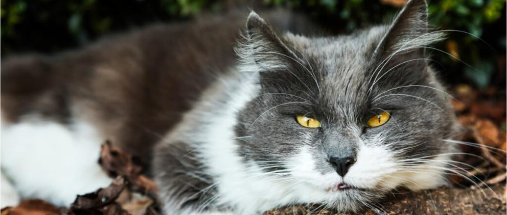 Berlioz, a grey and white long haired cat laying down on a garden path.