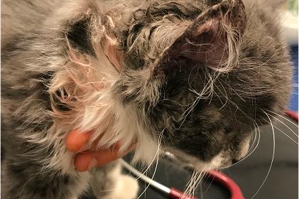 Berlioz the grey and white kitten with blood in his fur, being held by a vet.