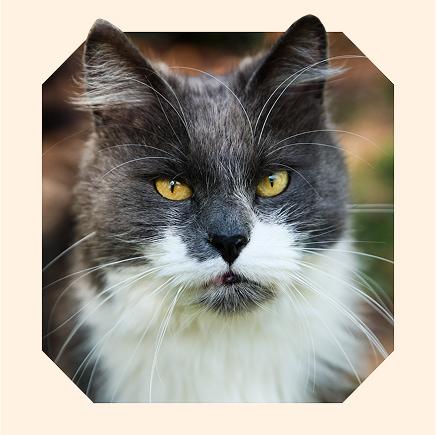 A portrait of Berlioz looking shiny and healthy.