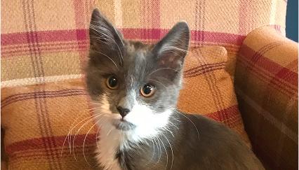 A small grey and white kitten looking alert sitting on a tweed armchair.