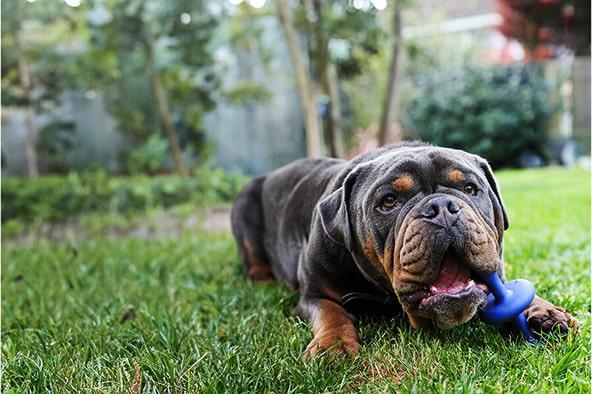 Bernie laying on the grass playing with a blue dog toy.