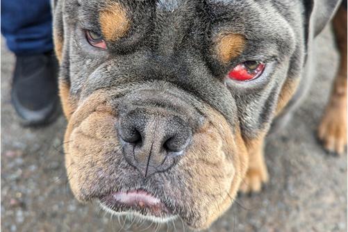 Bernie, a black and brown bulldog breed dog, looking up at the camera, suffering from red and swollen eyes.