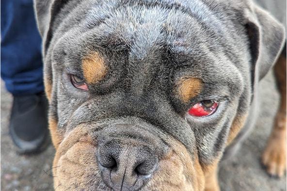 Bernie looking sadly up at the camera with red and swollen eyes.