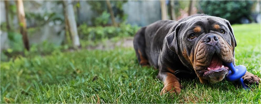 Bernie, a black and brown bulldog breed dog, laying on the grass playing with a blue dog toy.