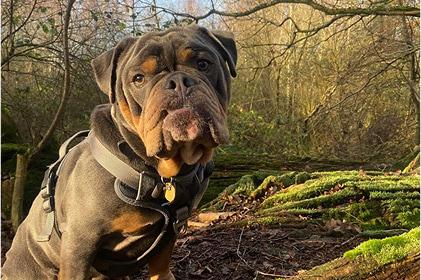 Bernie wearing a black harness sat in the woods on a walk.