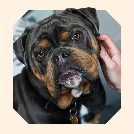 Bernie with head tilted to one side, being pet on the side of his head.