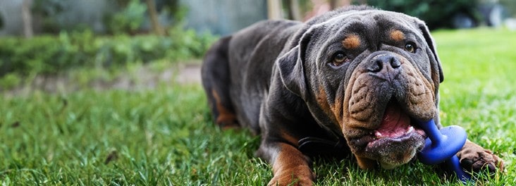 Donate to stop cruelty this summer