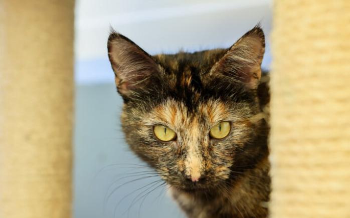 A tortoiseshell cat with bright yellow eyes looking into the camera.