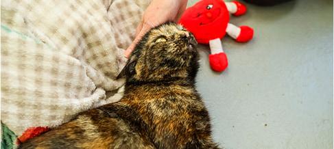 Lila, a tortoiseshell cat laying down next to some checked blankets, looking up at someone petting her on the head.