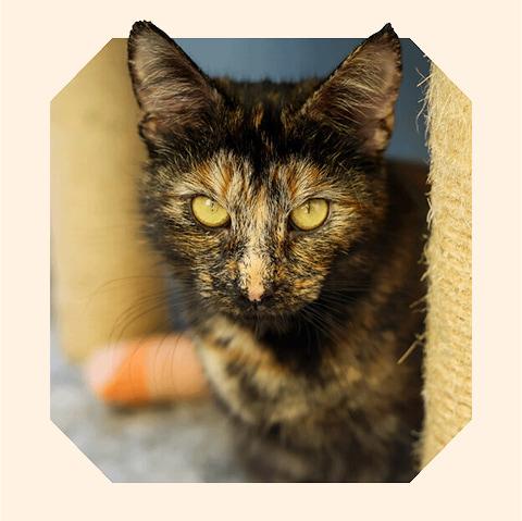 Lila, a tortoiseshell cat with big yellow eyes looking into the camera.