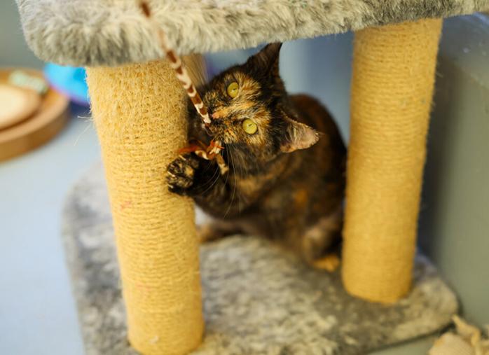 A tortoiseshell cat playing with a piece of string in her mouth, her front paw on a scratching post.