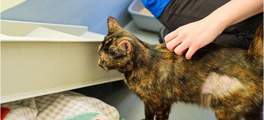 Lila, a tortoiseshell cat being pet in an RSPCA rehoming centre.