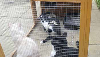 kittens illegally bred for money kept in a hutch