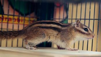 chipmunk looking out of cage